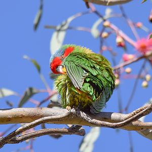 Musk Lorikeet