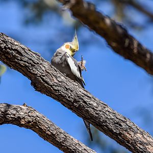 Cockatiel having a scratch