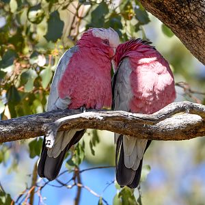 Galah