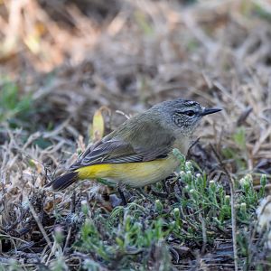 Yellow-rumped Thornbill