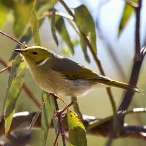 White-plumed Honeyeater