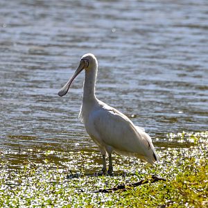 Yellow-billed Spoonbill