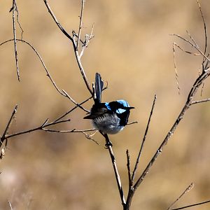 Superb Fairywren