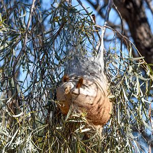Processionary Caterpillar nest