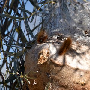 Processionary Caterpillars