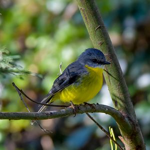 Eastern Yellow Robin