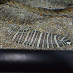 Zebra sole (Zebrias zebrinus)
