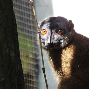 White collared brown lemur, Linton Zoo