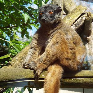 White collared brown lemur, Linton Zoo