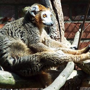 Crowned lemur, Linton Zoo