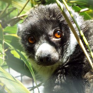Mongoose lemur, Linton Zoo