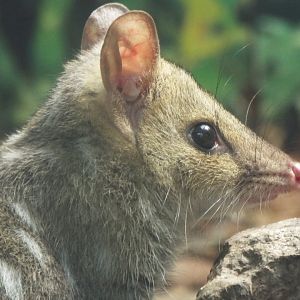 Eastern quoll, Linton Zoo