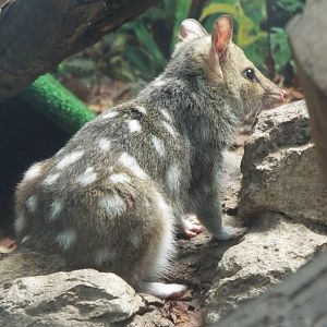 Eastern quoll, Linton Zoo