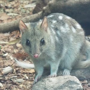 Eastern quoll, Linton Zoo