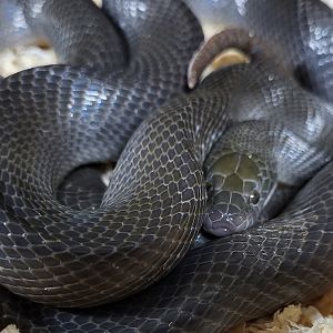 African house snake - Boaedon fuiginosus - adult
