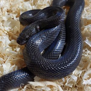 African house snake - Boaedon fuliginosus - adult