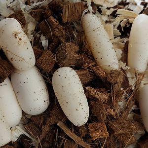 African house snake - Boaedon fuliginosus - freshly laid eggs