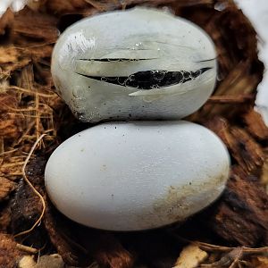 African house snake - Boaedon fuliginosus - hatching
