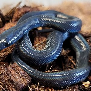African house snake - Boaedon fuliginosus - freshly hatched