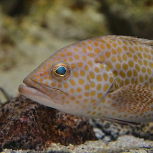 Areolate grouper (Epinephelus areolatus)