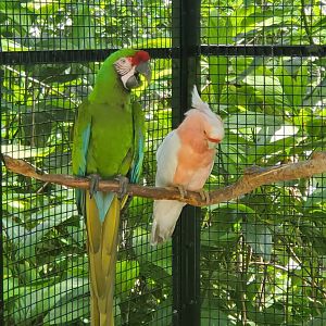 Flamingo Gardens (2022) - Parrots