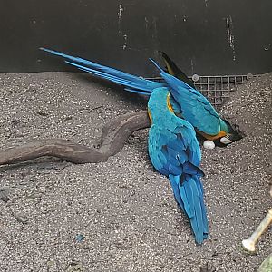 Flamingo Gardens (2022) - Macaws nesting