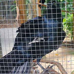 Flamingo Gardens (2022) - Fish Crow