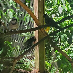 Flamingo Gardens (2022) - Songbirds