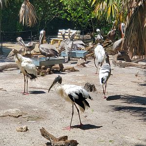 Flamingo Gardens (2022) - Wetland aviary