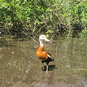 Flamingo Gardens (2022) - Black-bellied Whistling Duck