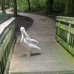 Flamingo Gardens (2022) - Pelican on aviary trail