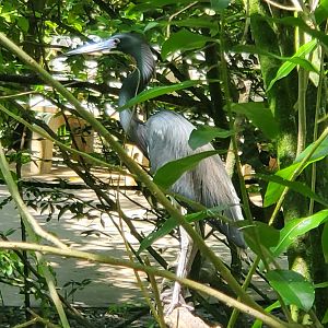 Flamingo Gardens (2022) - Tricolor Heron