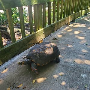 Flamingo Gardens (2022) - Red-footed Tortoise