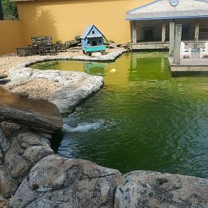 Flamingo Gardens (2022) - Otter exhibit