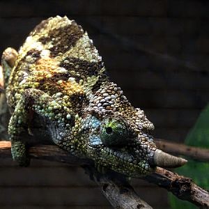 Jackson's chameleon (Trioceros jacksonii jacksonii) female