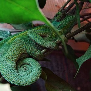 Jackson's chameleon (Trioceros jacksonii jacksonii) male