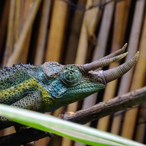 Jackson's chameleon (Trioceros jacksonii jacksonii) male