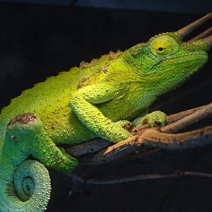 Mount Kenya three-horned chameleon (Trioceros jacksonii xantholophus) male