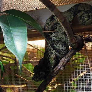 High-casque chameleon (Trioceros hoehnelii)(BtS)