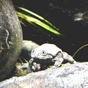 Titicaca water frog