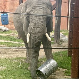 May 2023- African bush elephant