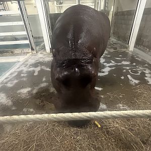 May 2023- Common hippopotamus