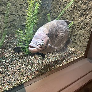 May 2023- Giant gourami