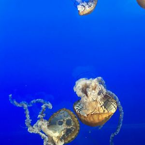 May 2023- Pacific sea nettles