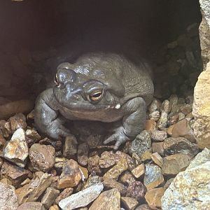 May 2023- Colorado River toad