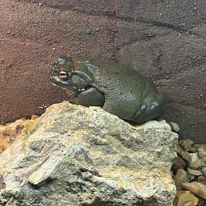 May 2023- Colorado River toad