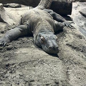 May 2023- Komodo dragon