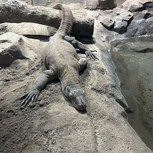 May 2023- Komodo dragon
