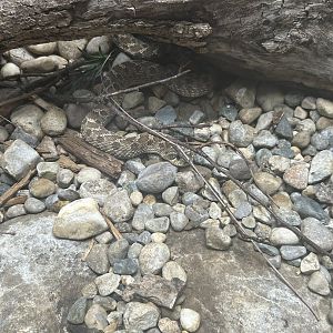 May 2023- Western hognose snake