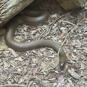 May 2023- Inland taipan